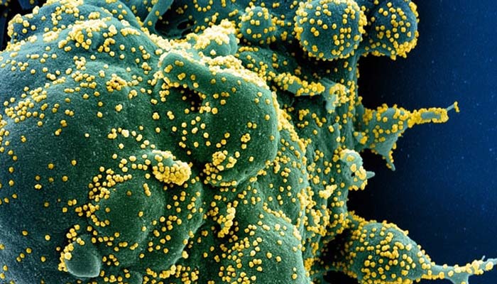 Ivermectin-in-the-Treatment-of-Parasitic-Diseases