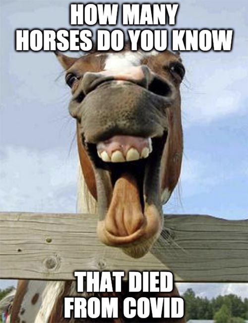 happy horse